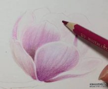 彩铅画入门教程 彩铅花卉-画一朵等待春天的玉兰花